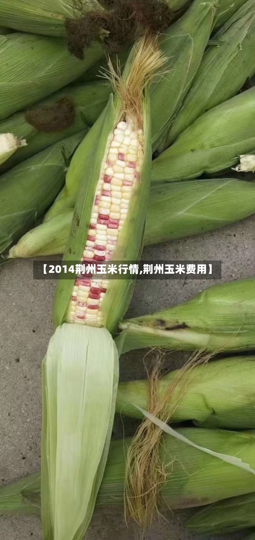 【2014荆州玉米行情,荆州玉米费用】