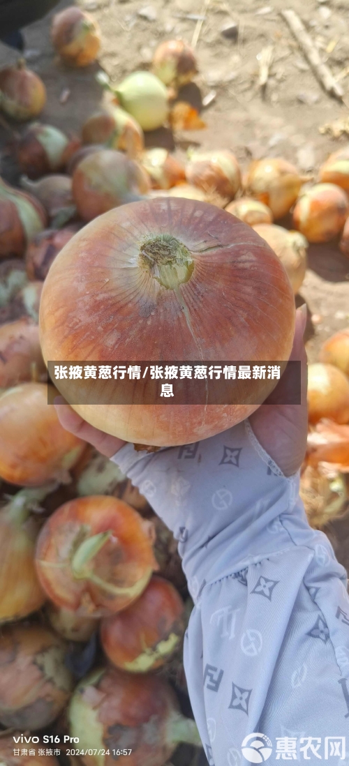 张掖黄葱行情/张掖黄葱行情最新消息