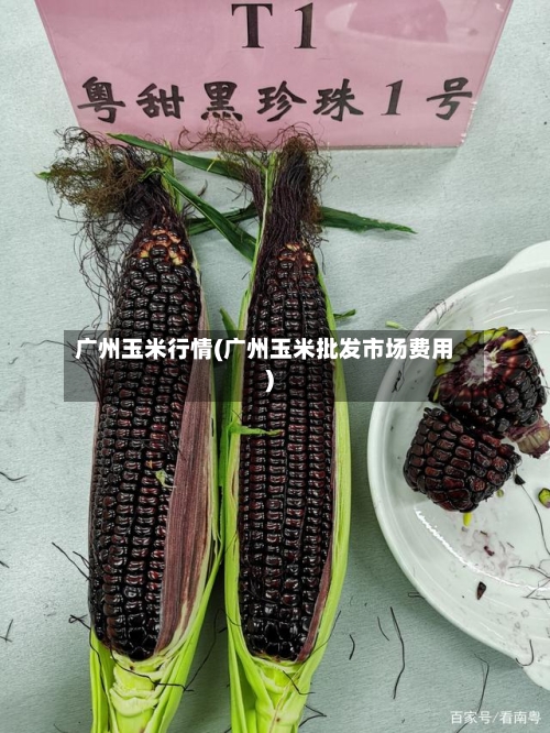 广州玉米行情(广州玉米批发市场费用)