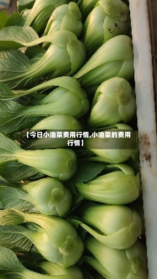 【今日小油菜费用行情,小油菜的费用行情】