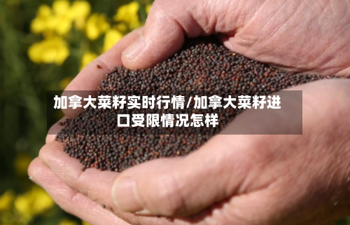 加拿大菜籽实时行情/加拿大菜籽进口受限情况怎样