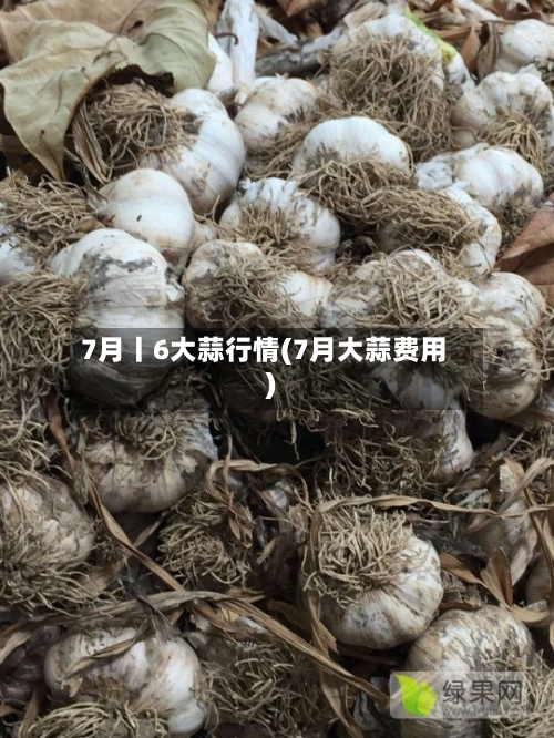 7月丨6大蒜行情(7月大蒜费用)