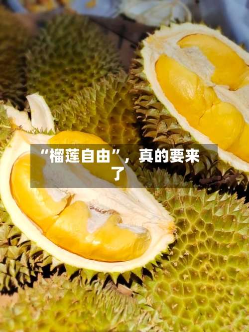 “榴莲自由”，真的要来了