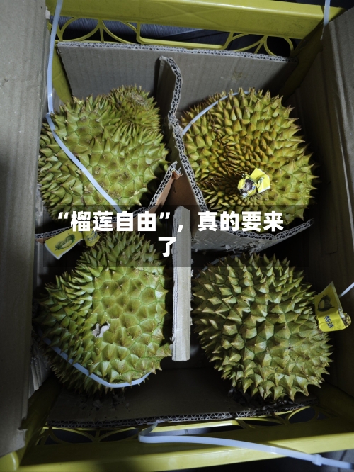 “榴莲自由”，真的要来了-第2张图片