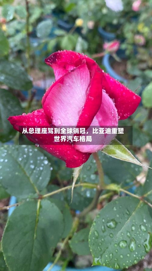 从总理座驾到全球销冠，比亚迪重塑世界汽车格局-第2张图片