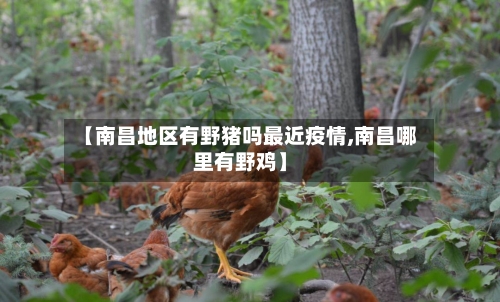 【南昌地区有野猪吗最近疫情,南昌哪里有野鸡】-第3张图片