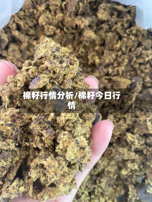 棉籽行情分析/棉籽今日行情