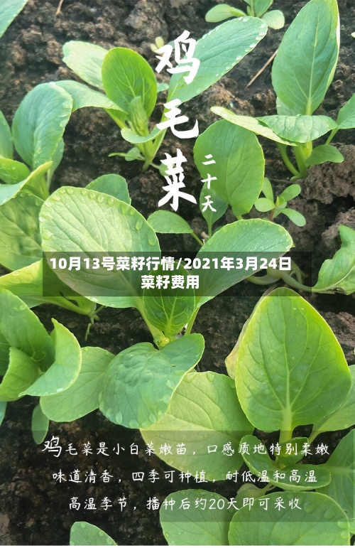 10月13号菜籽行情/2021年3月24日菜籽费用-第3张图片