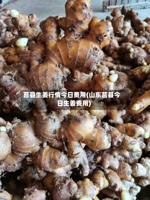 莒县生姜行情今日费用(山东莒县今日生姜费用)