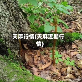 天麻行情(天麻近期行情)