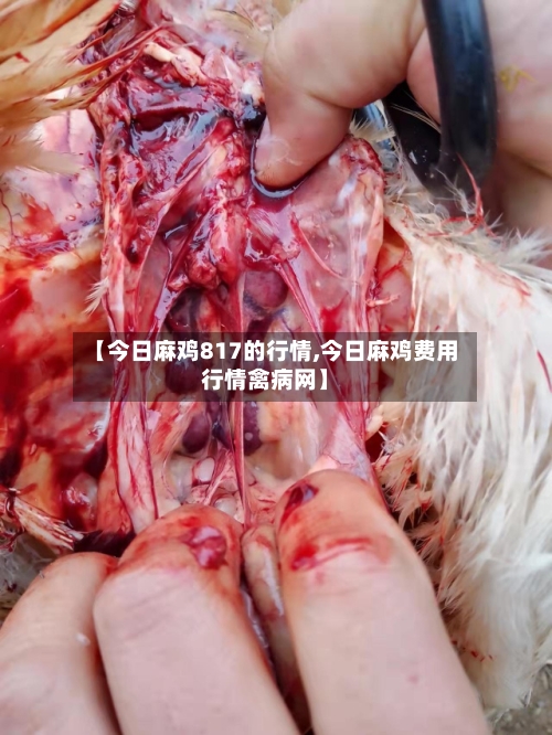 【今日麻鸡817的行情,今日麻鸡费用行情禽病网】-第2张图片