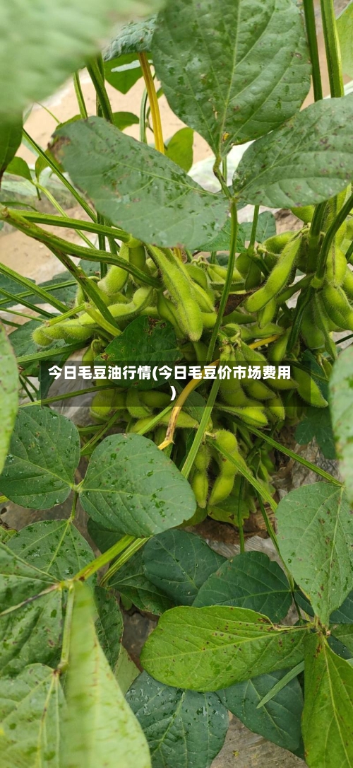 今日毛豆油行情(今日毛豆价市场费用)