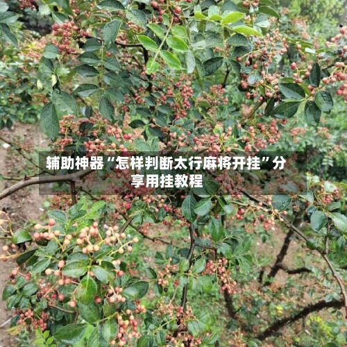 辅助神器“怎样判断太行麻将开挂”分享用挂教程