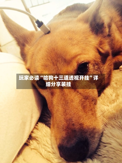 玩家必读“哈狗十三道透视开挂”详细分享装挂-第2张图片