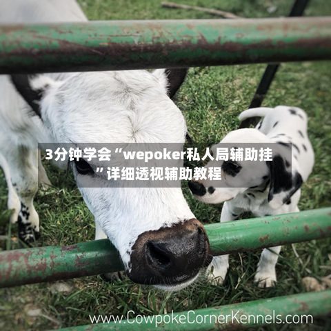 3分钟学会“wepoker私人局辅助挂”详细透视辅助教程-第3张图片