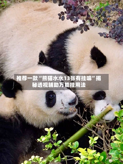 推荐一款“熊猫水水13张有挂嘛”揭秘透视辅助万能挂用法