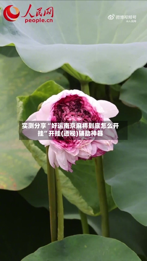 实测分享“好运南京麻将到底怎么开挂”开挂(透视)辅助神器