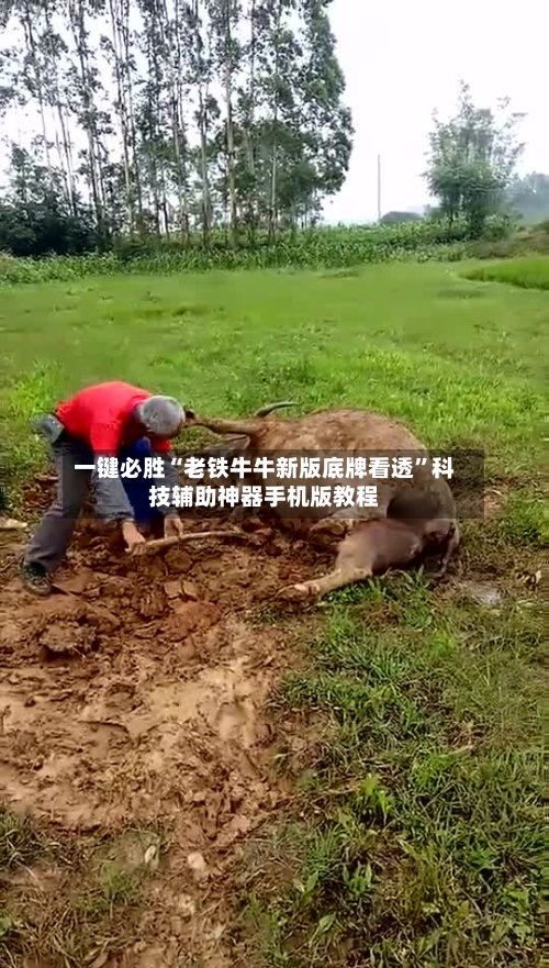 一键必胜“老铁牛牛新版底牌看透”科技辅助神器手机版教程