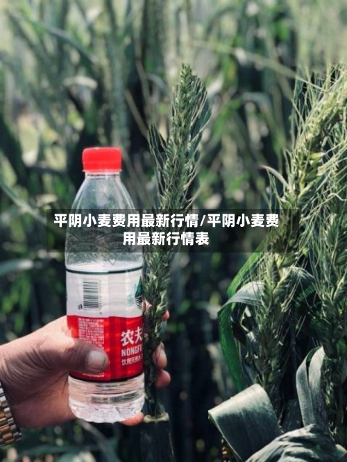 平阴小麦费用最新行情/平阴小麦费用最新行情表