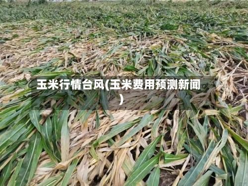 玉米行情台风(玉米费用预测新闻)