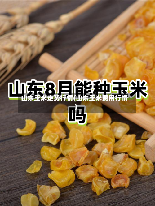 山东玉米走势行情(山东玉米费用行情)