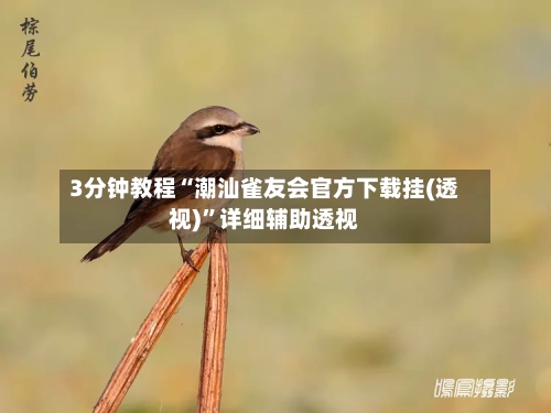 3分钟教程“潮汕雀友会官方下载挂(透视)”详细辅助透视