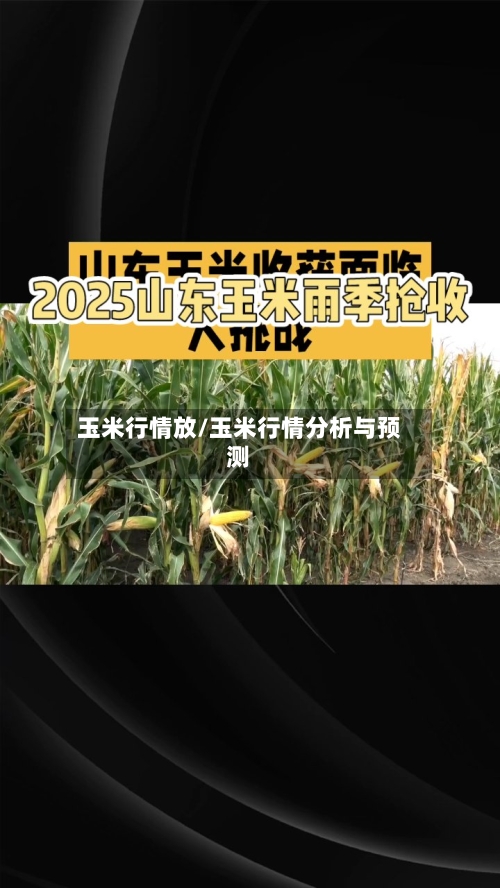 玉米行情放/玉米行情分析与预测