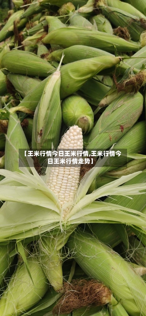 【王米行情今日王米行情,王米行情今日王米行情走势】-第2张图片