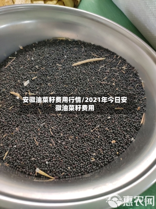 安徽油菜籽费用行情/2021年今日安徽油菜籽费用
