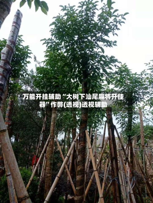 万能开挂辅助“大树下汕尾麻将开挂器	”作弊(透视)透视辅助-第2张图片