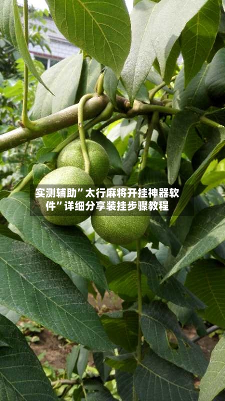 实测辅助”太行麻将开挂神器软件”详细分享装挂步骤教程-第3张图片