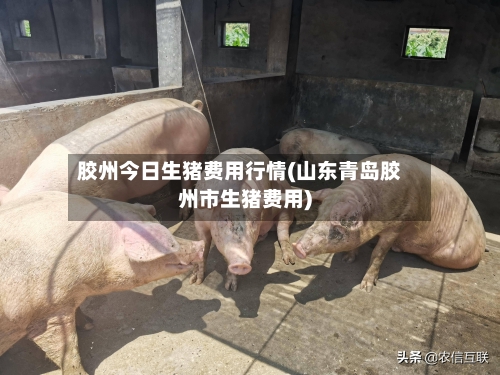 胶州今日生猪费用行情(山东青岛胶州市生猪费用)-第3张图片
