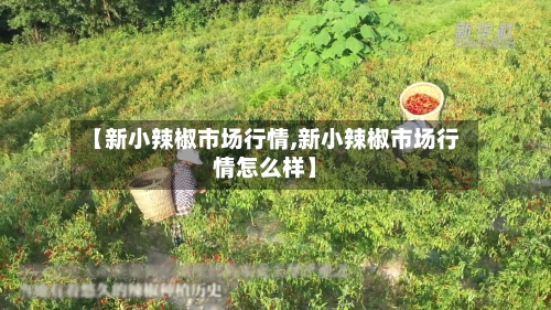 【新小辣椒市场行情,新小辣椒市场行情怎么样】