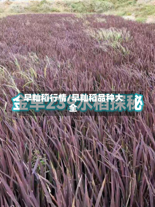 早籼稻行情/早籼稻品种大全