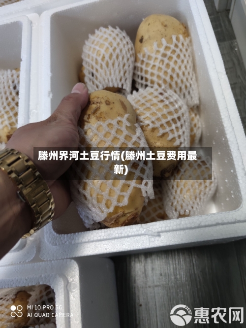滕州界河土豆行情(滕州土豆费用最新)-第2张图片
