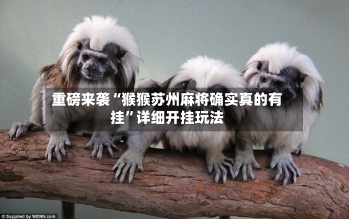 重磅来袭“猴猴苏州麻将确实真的有挂”详细开挂玩法-第2张图片