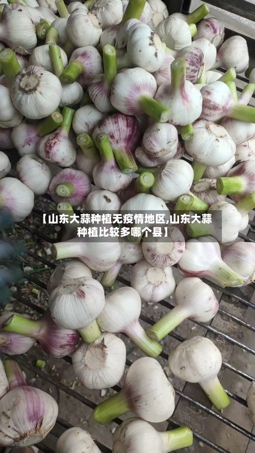 【山东大蒜种植无疫情地区,山东大蒜种植比较多哪个县】-第2张图片