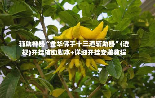 辅助神器“金华佛手十三道辅助器”(透视)开挂辅助脚本+详细开挂安装教程