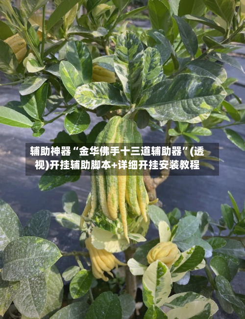 辅助神器“金华佛手十三道辅助器”(透视)开挂辅助脚本+详细开挂安装教程-第3张图片