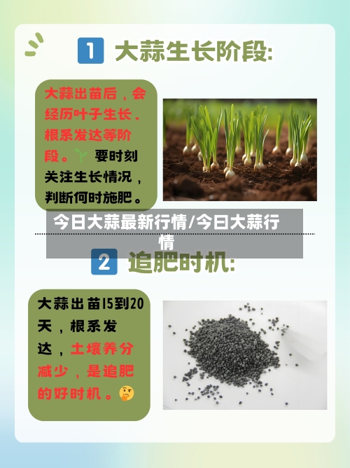 今日大蒜最新行情/今曰大蒜行情-第1张图片