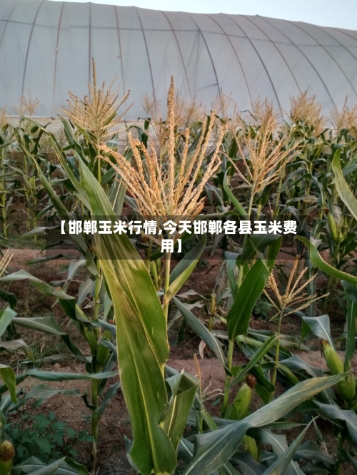 【邯郸玉米行情,今天邯郸各县玉米费用】