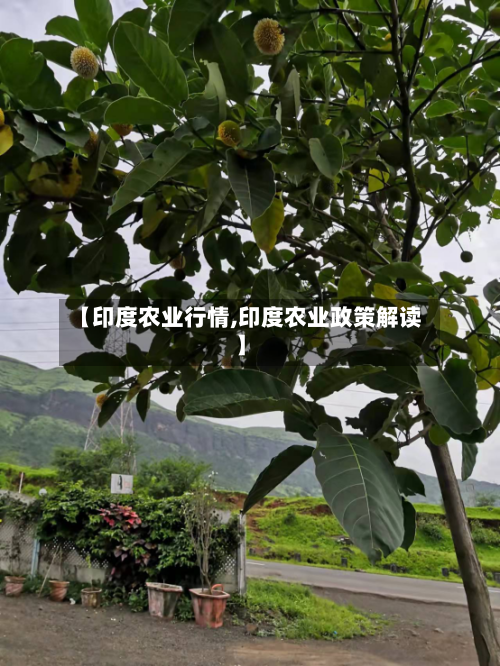 【印度农业行情,印度农业政策解读】