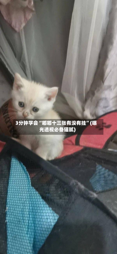 3分钟学会“嘟嘟十三张有没有挂”(曝光透视必备猫腻)