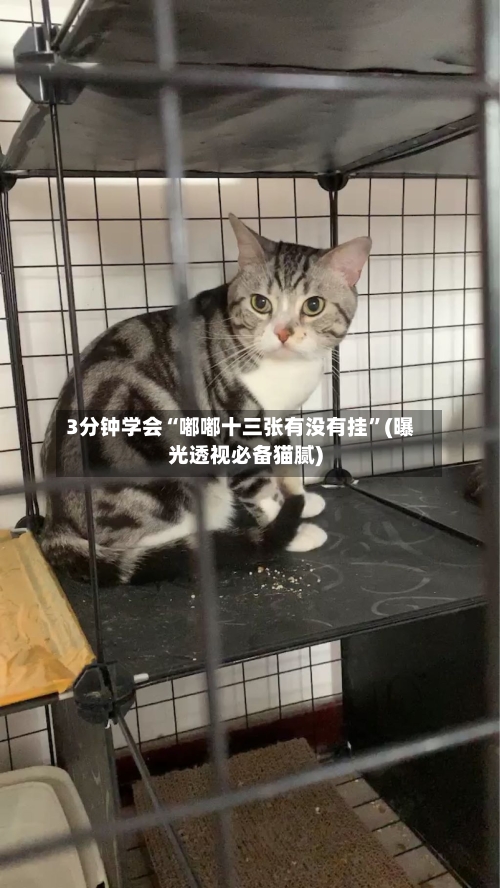 3分钟学会“嘟嘟十三张有没有挂”(曝光透视必备猫腻)-第3张图片