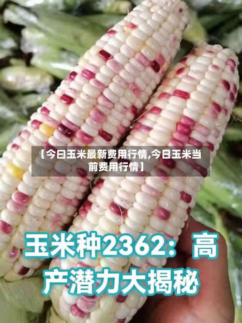 【今曰玉米最新费用行情,今日玉米当前费用行情】-第3张图片