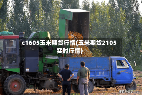 c1605玉米期货行情(玉米期货2105实时行情)