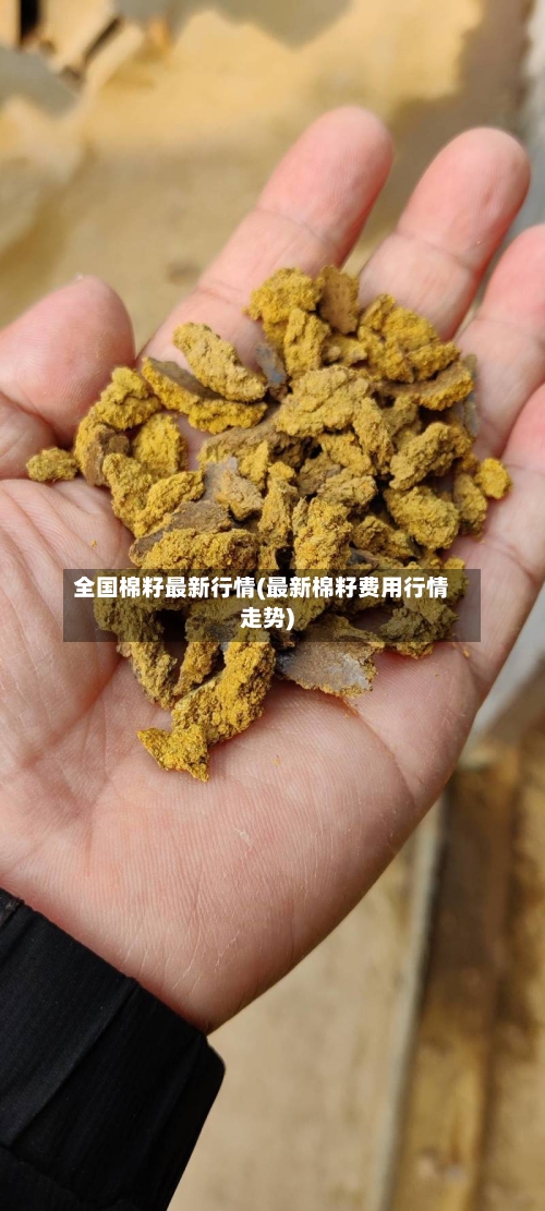全国棉籽最新行情(最新棉籽费用行情走势)-第3张图片