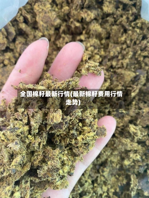 全国棉籽最新行情(最新棉籽费用行情走势)-第2张图片