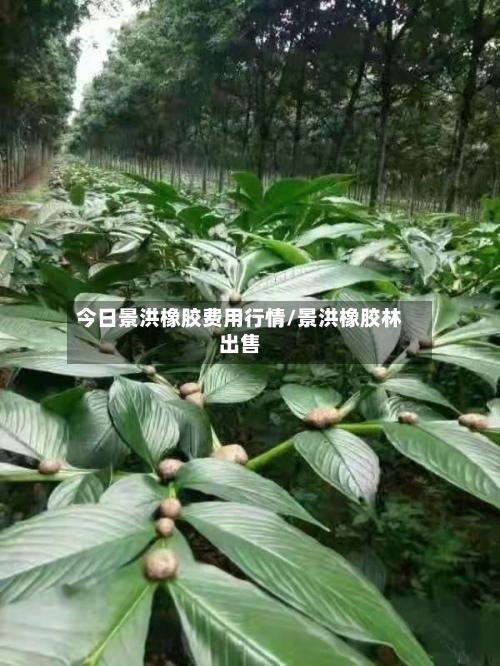 今日景洪橡胶费用行情/景洪橡胶林出售-第2张图片