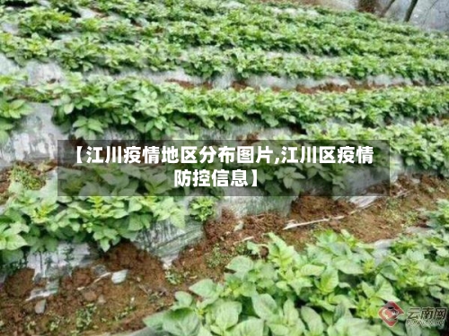 【江川疫情地区分布图片,江川区疫情防控信息】-第2张图片